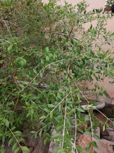 Lawsonia inermis
