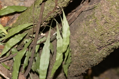 Microsorum scandens