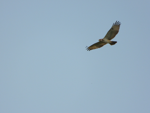 Augur Buzzard