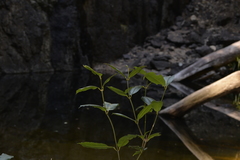 Schizomeria ovata