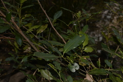 Schizomeria ovata