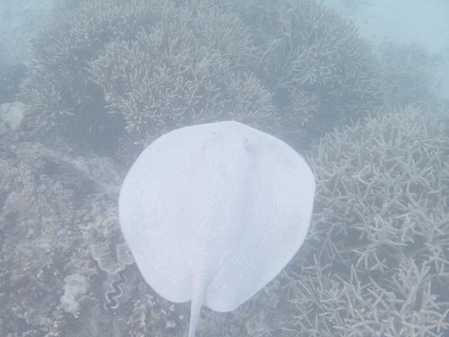 Porcupine ray (Urogymnus asperrimus) — Dasyatidae