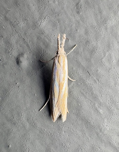 Pleurota honorella