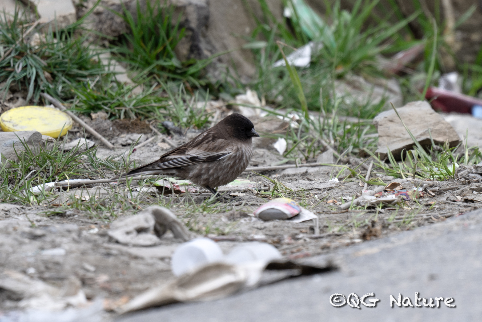 Brandt's Mountain Finch