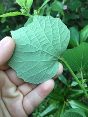 Urena lobata image