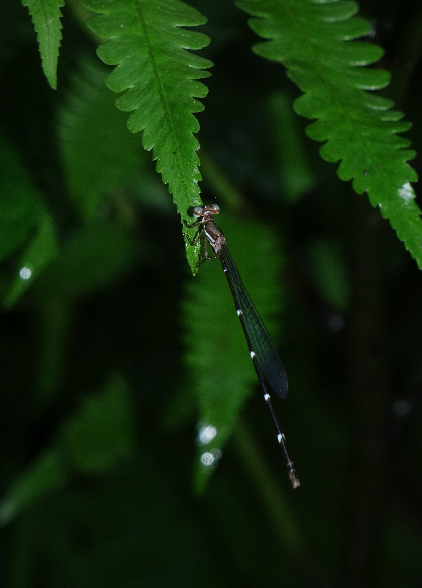 Red-Spot Shadowdamsel
