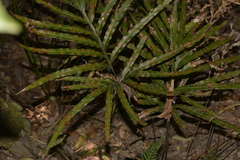 Pteris umbrosa
