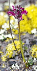 Pedicularis sudetica interior