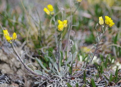 Physaria calderi