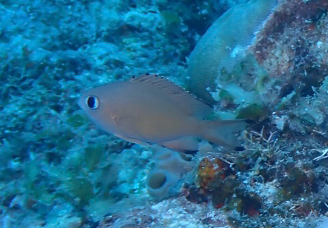 Brown chromis