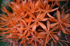 Scadoxus cinnabarinus