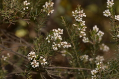 Acrothamnus melaleucoides