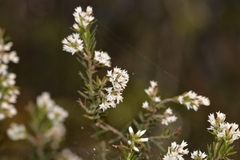 Acrothamnus melaleucoides