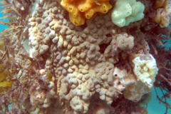 Didemnum psammatodes