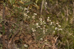 Acrothamnus melaleucoides