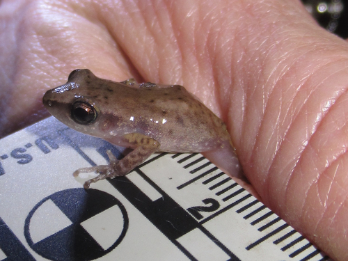 Rio Grande Chirping Frog