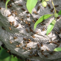 Image of Brachygastra lecheguana