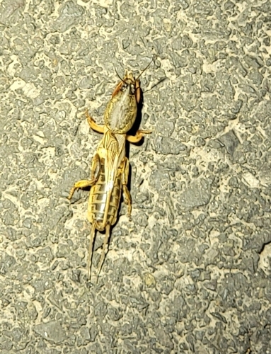 Oriental Mole Cricket