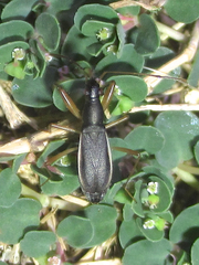 Cnemodus mavortius