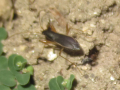 Cnemodus mavortius