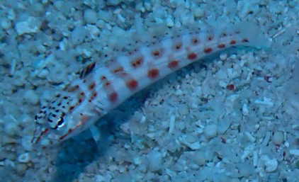 Flagfin Weever