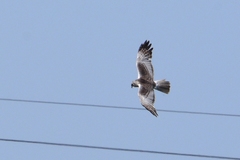 Eastern Marsh-Harrier photo 3