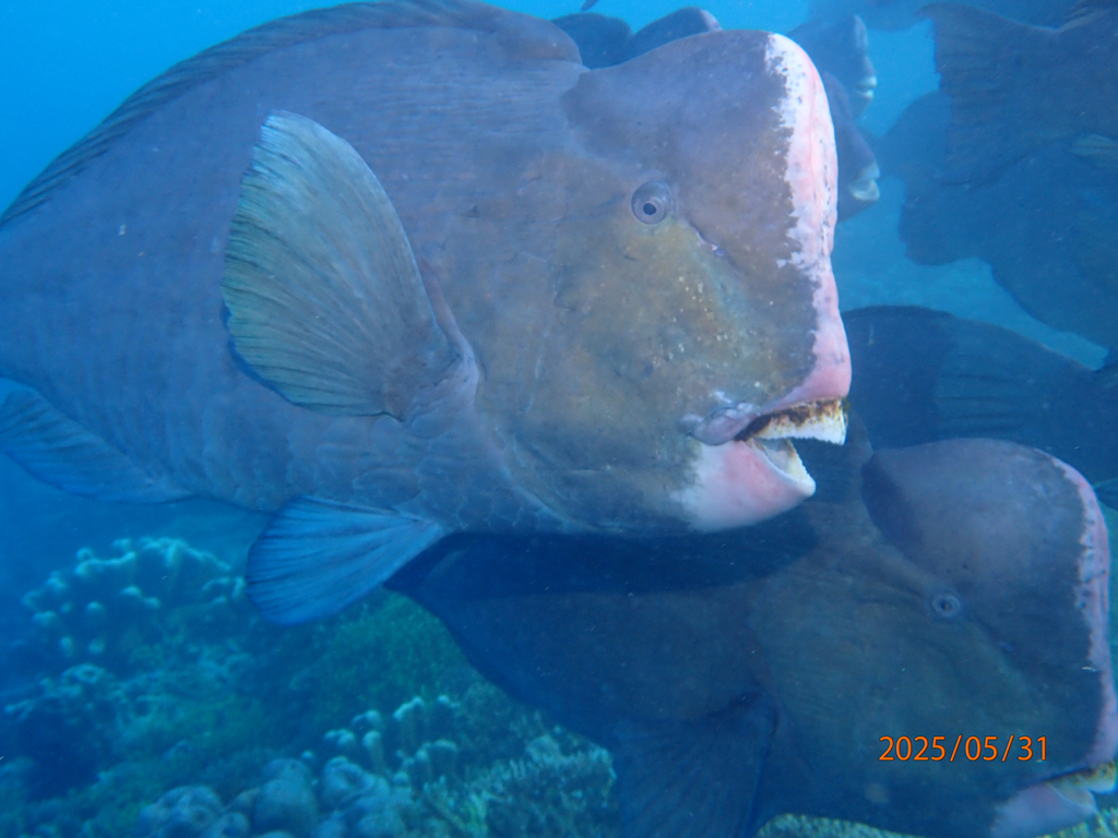 Bumphead parrotfish close-up showing huge forehead bump and beak
