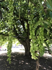 Pterocarya fraxinifolia