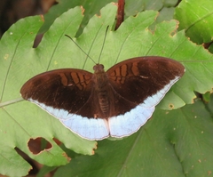 Tanaecia godartii asoka