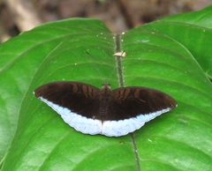 Tanaecia godartii asoka