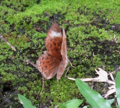 Taxila haquinus