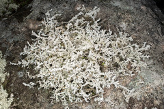 Stereocaulon saxatile