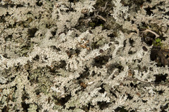 Stereocaulon saxatile