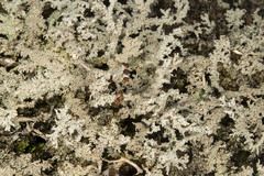 Stereocaulon saxatile