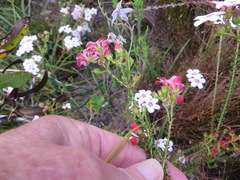 Adenandra brachyphylla