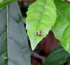Choreutis basalis