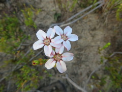 Adenandra brachyphylla