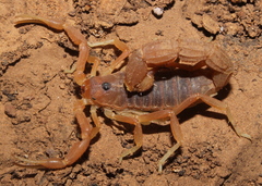 Parabuthus planicauda