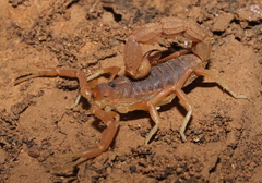 Parabuthus planicauda