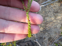 Adenandra brachyphylla