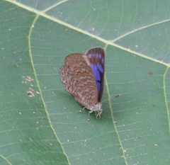 Poritia sumatrae