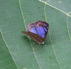 Poritia sumatrae