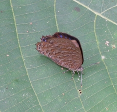 Poritia sumatrae