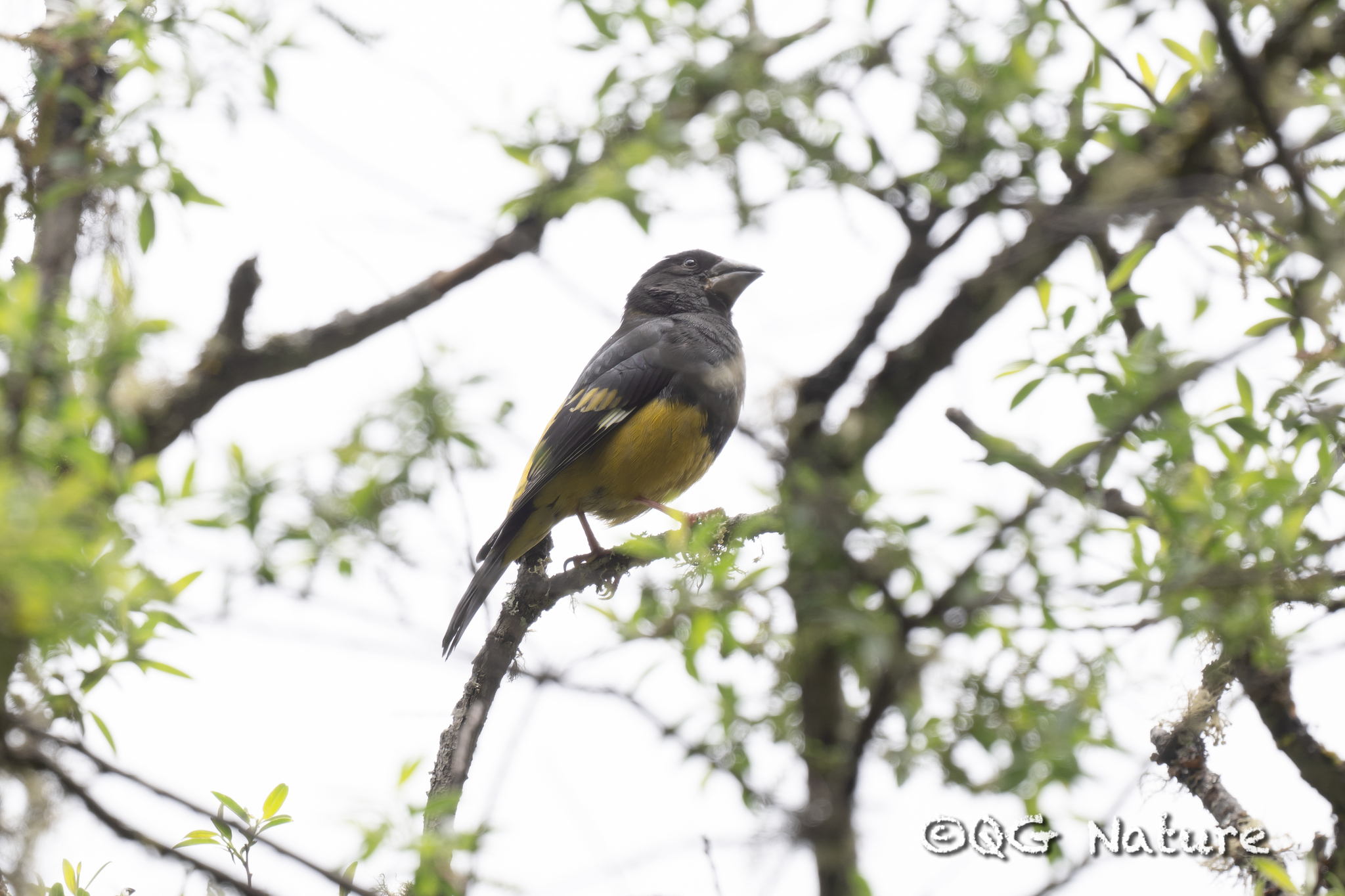 White-winged Grosbeak