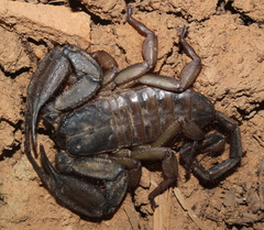 Hadogenes trichiurus