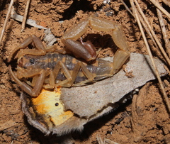 Uroplectes triangulifer