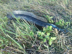 Channa aurolineata
