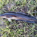 Goldline Bullseye Snakehead - Photo (c) pmk00001, some rights reserved (CC BY-NC), uploaded by pmk00001