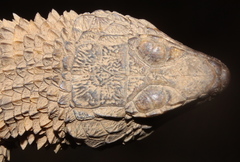 Cape Girdled Lizard photo 4