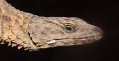 Cape Girdled Lizard photo 5